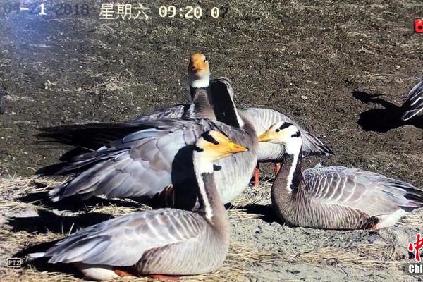 【51吃瓜網在線觀看】整合繼續進步商場競爭力