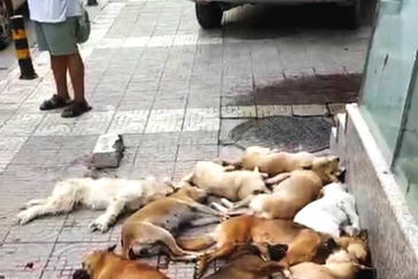 【黑料不打烊吃瓜網】體育社團規劃不斷擴大