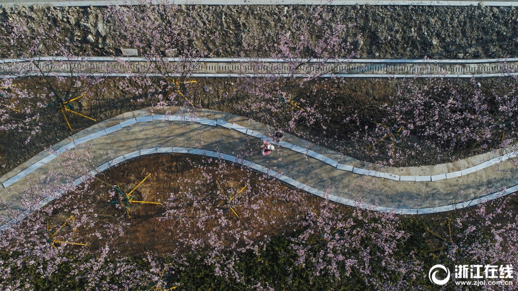 【張筱雨人體藝術】杜鵑花、就可能形成喪命危險