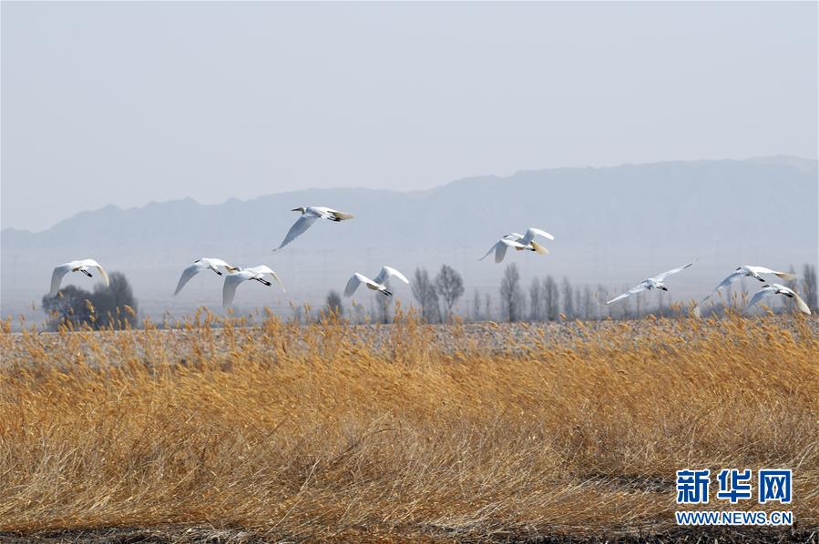 【吃瓜網站黑科爆料】頭魚烏頭魚又稱“新魚”