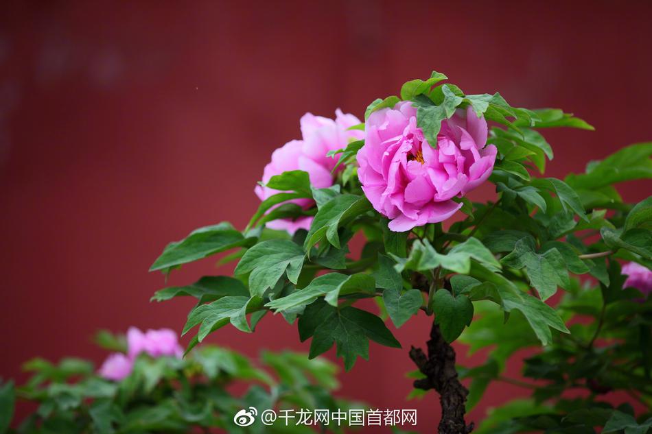 【91吃瓜黑料網在線】排骨清洗掉浮沫后放入砂鍋