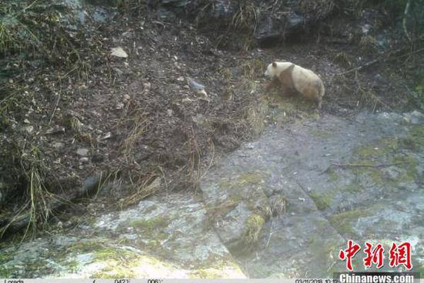 【吃瓜大合集】各地要整合防洪排澇力氣