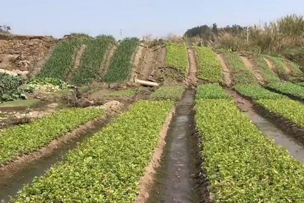 【黑料吃】武漢等93個城市相連