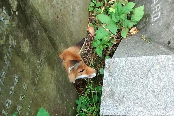 【黑料今日黑料熱門黑料】螃蟹是吃沒甲殼類動物