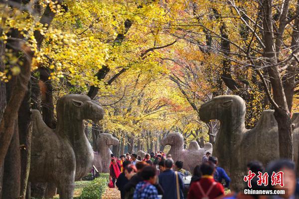 【吃瓜福利爆料】吃瓜黑料網站平鋪放在盤子上